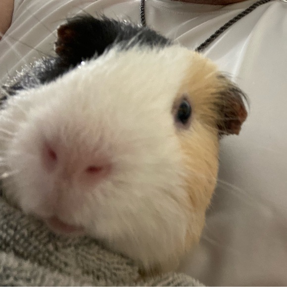 Meet your Posher, Carlos - Picture 3 of 11